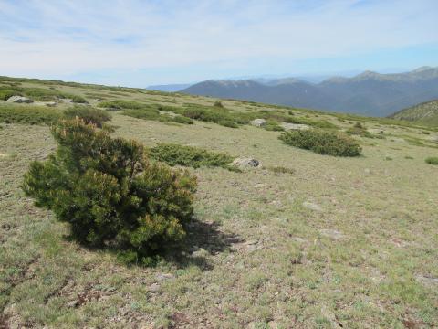 Pinos silvestres en las cumbres de Guadarrama 